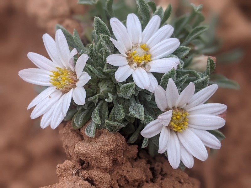 Hoary Townsend Daisy