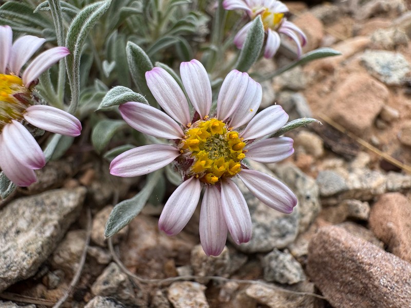 Hoary Townsend Daisy photo 2