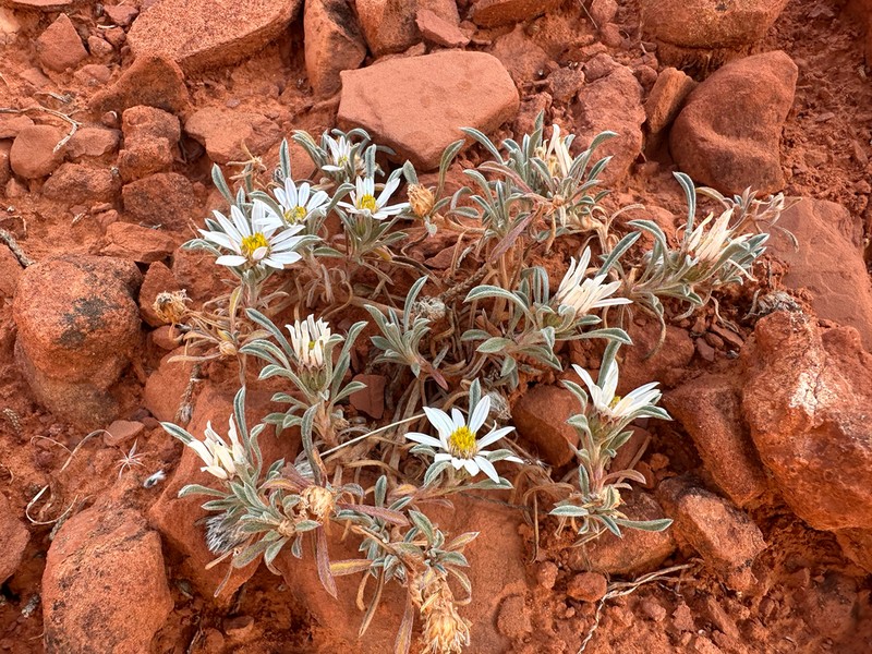 Hoary Townsend Daisy photo 4