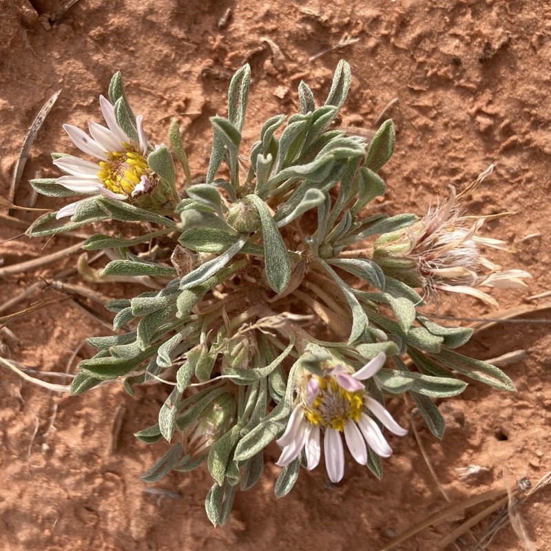 Hoary Townsend Daisy photo 6