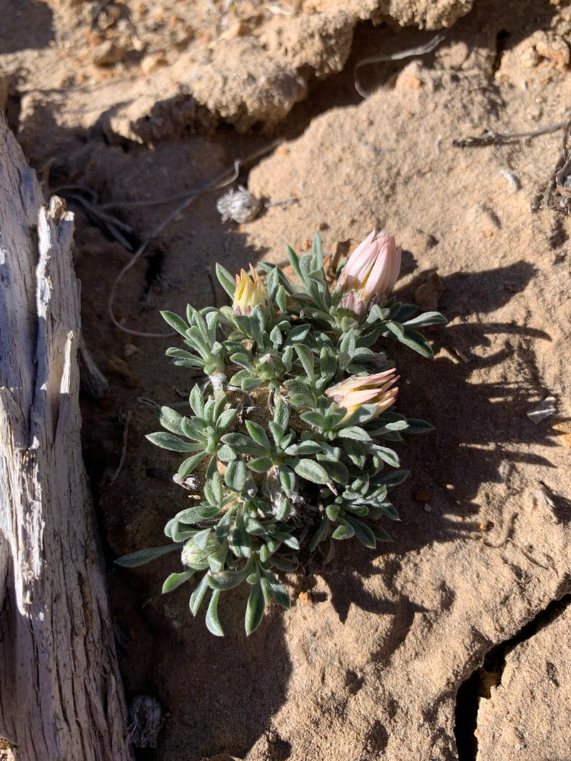 Hoary Townsend Daisy photo 7