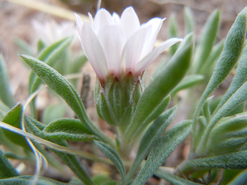 Hoary Townsend Daisy photo 2