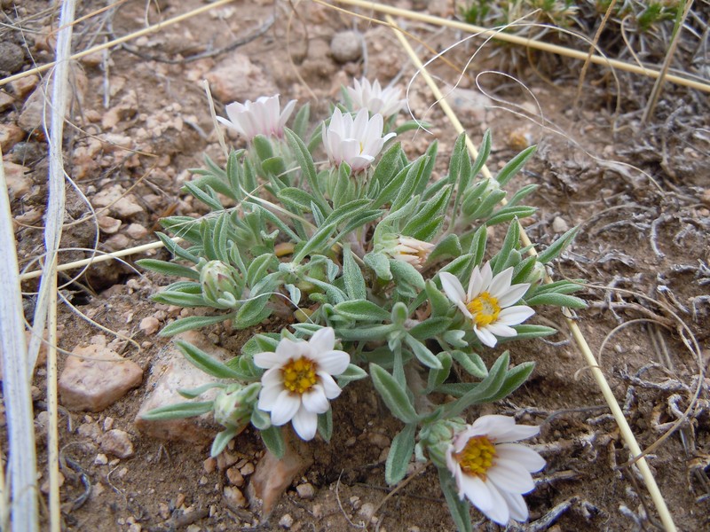 Hoary Townsend Daisy photo 3