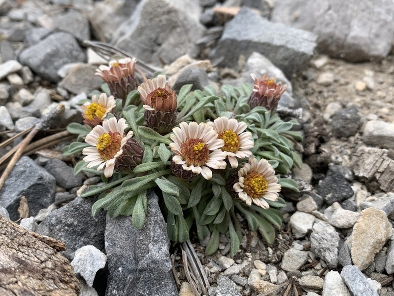 Jones' Townsend Daisy