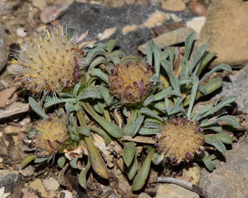 Jones' Townsend Daisy photo 2