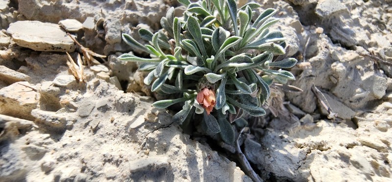 Jones' Townsend Daisy photo 3