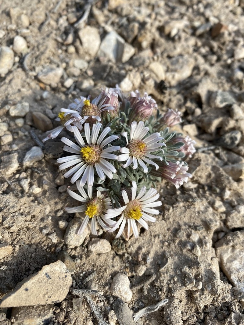 Jones' Townsend Daisy photo 4