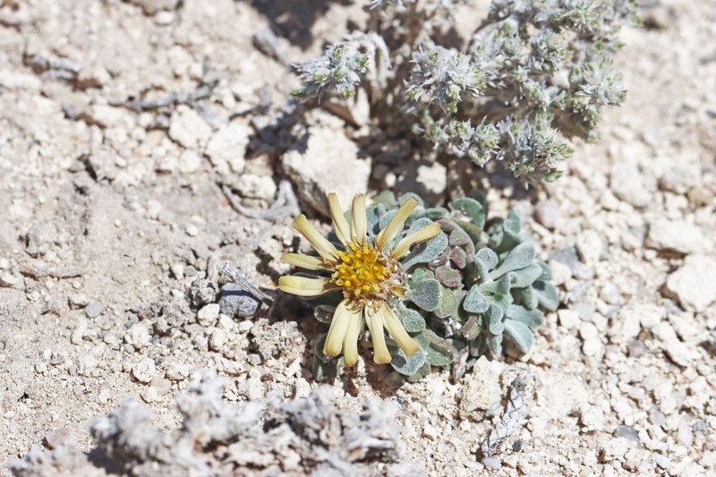 Jones' Townsend Daisy photo 5