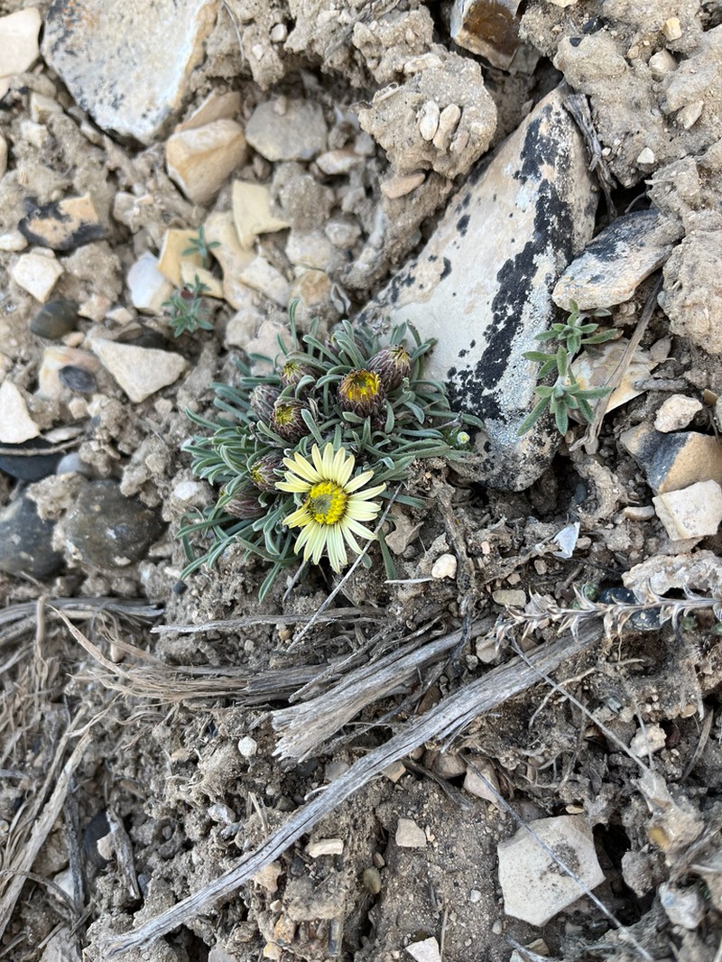 Jones' Townsend Daisy photo 6