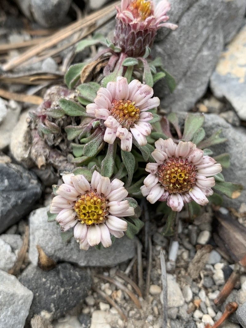 Jones' Townsend Daisy photo 7