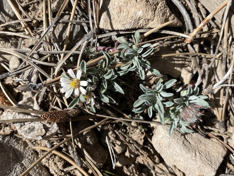 Jones' Townsend Daisy photo 8