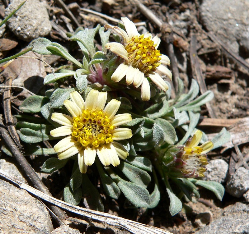 Jones' Townsend Daisy