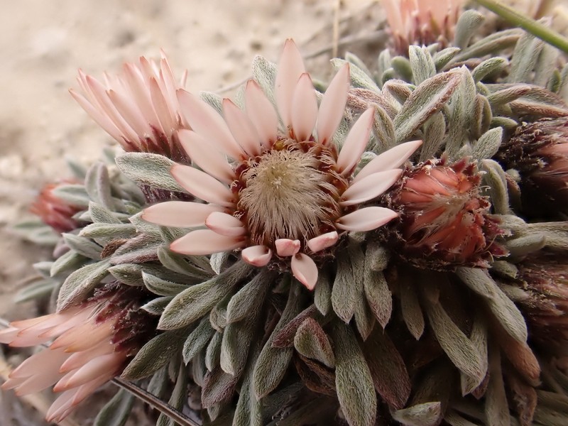 Townsendia lemhiensis photo 2