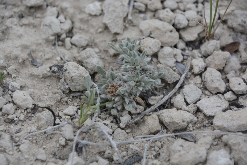Townsendia lemhiensis photo 4