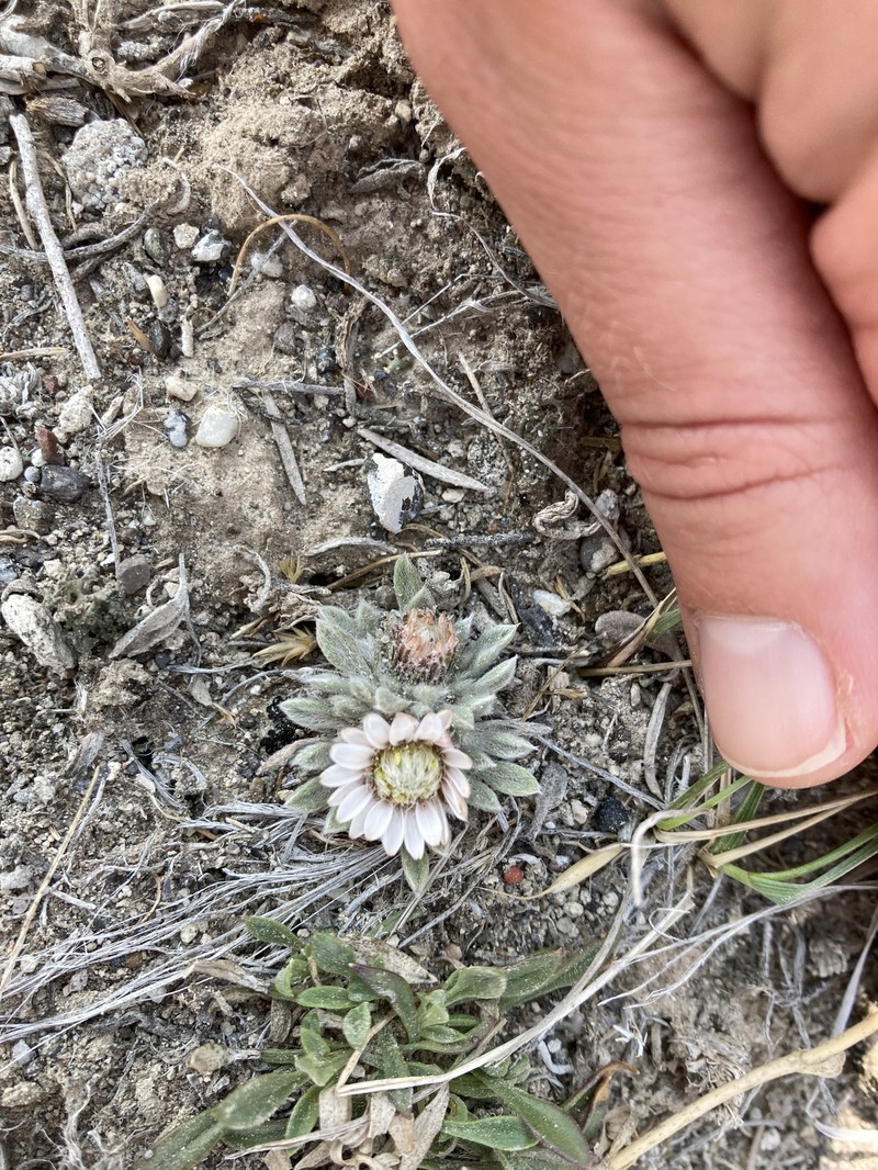 Townsendia lemhiensis photo 5