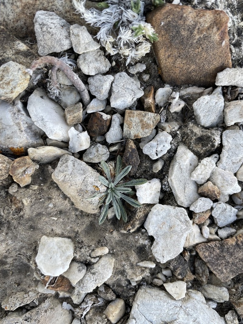 Common Townsend Daisy photo 3