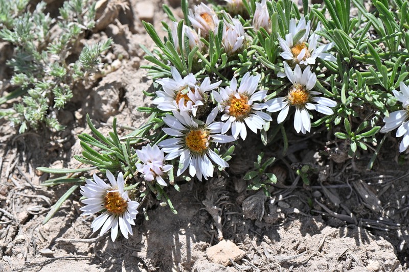 Common Townsend Daisy photo 4