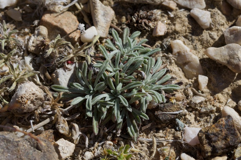 Common Townsend Daisy photo 5