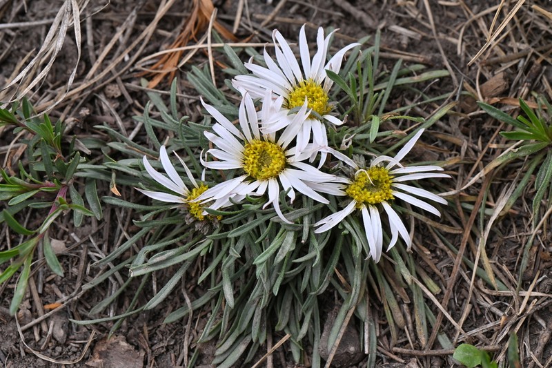 Common Townsend Daisy photo 7