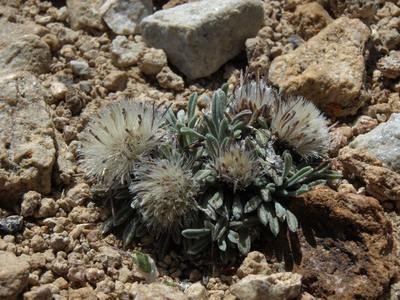 Common Townsend Daisy photo 3