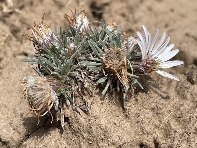 Common Townsend Daisy
