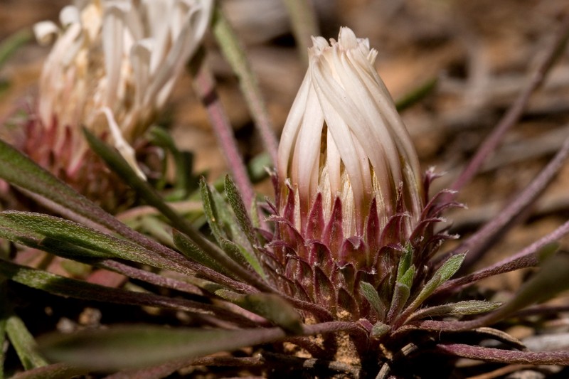 Common Townsend Daisy photo 5
