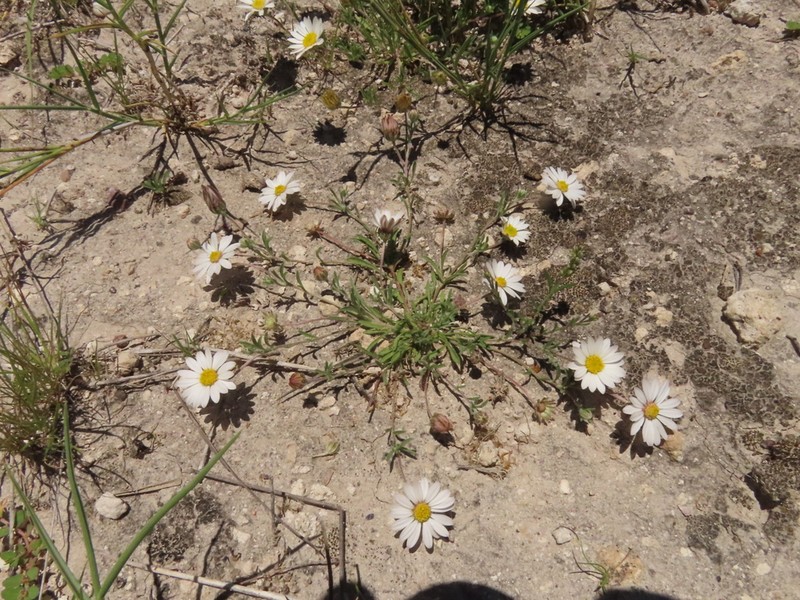 Townsendia mexicana photo 3