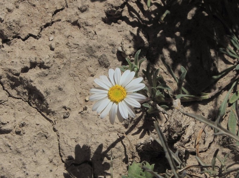 Townsendia mexicana photo 6