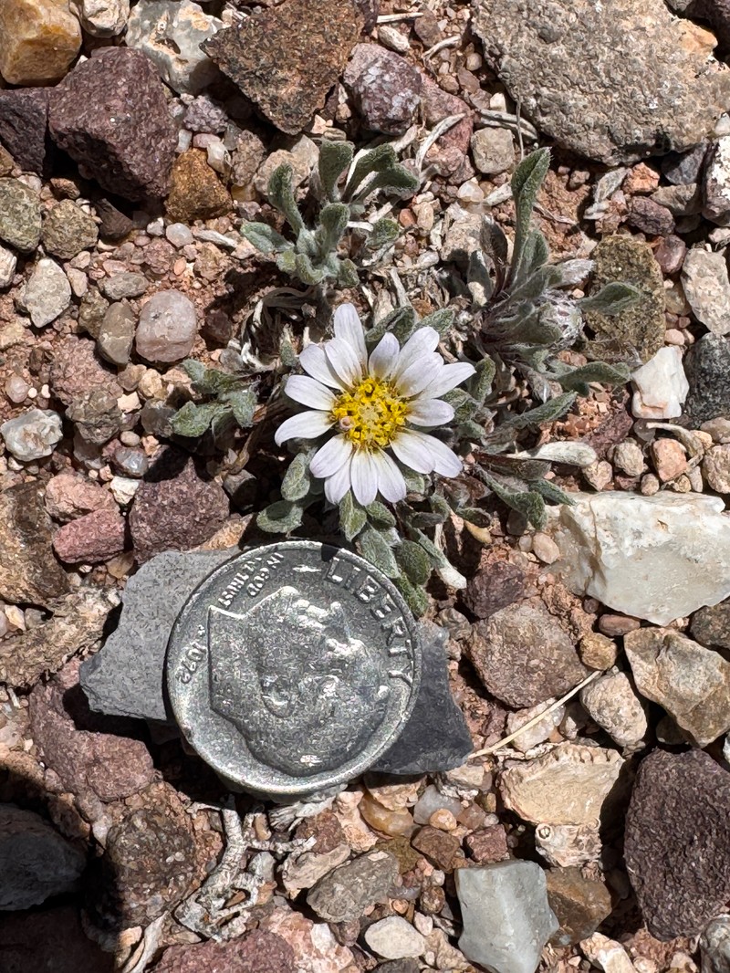 Smallheaded Townsend Daisy photo 2