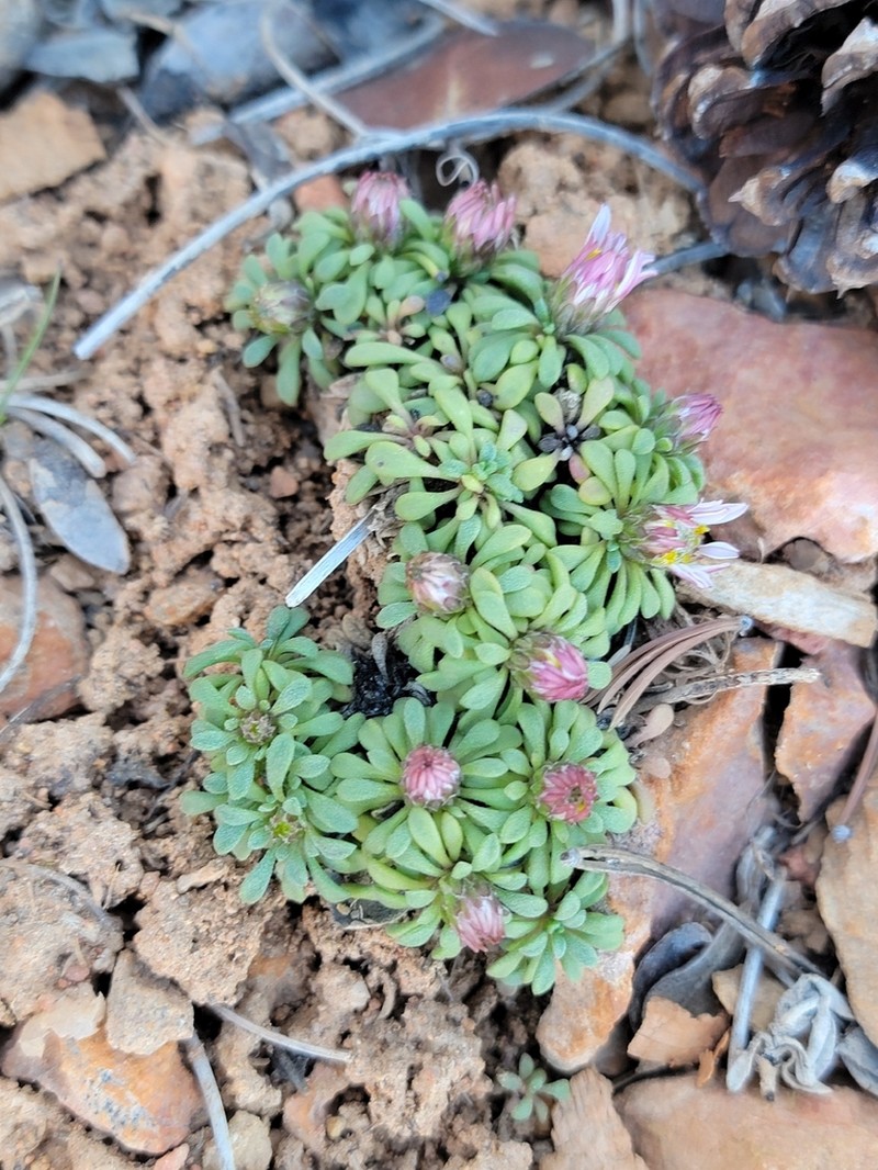 Townsendia minima photo 2