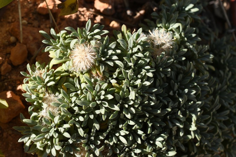 Townsendia minima photo 8