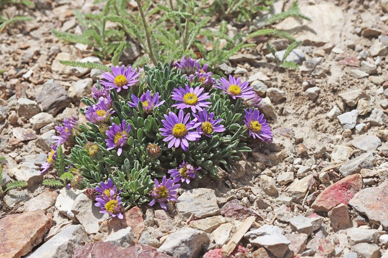Wyoming Townsend Daisy