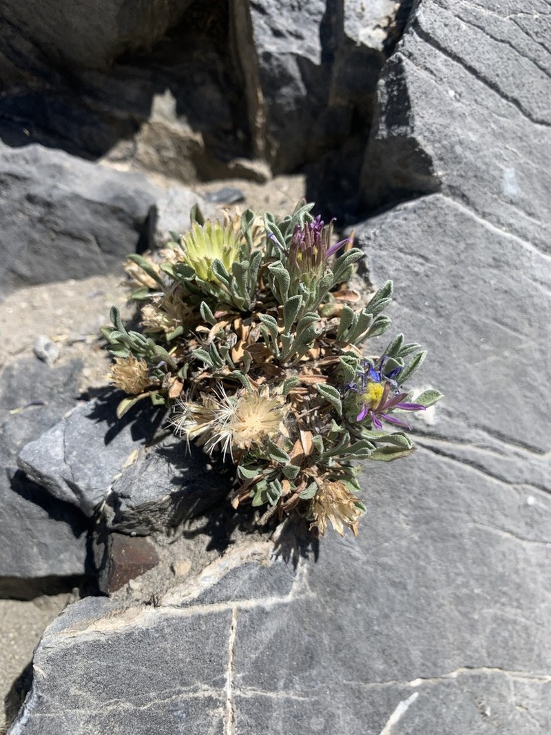 Wyoming Townsend Daisy photo 2