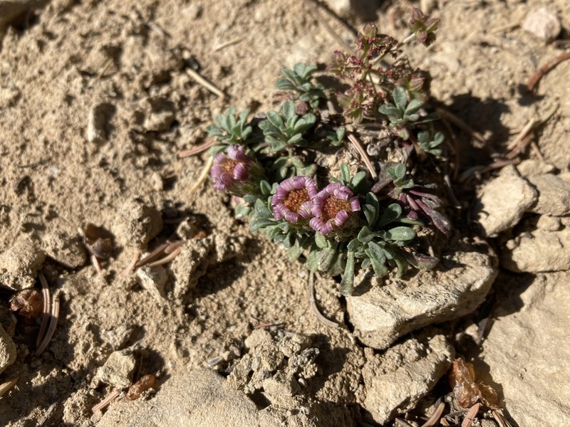 Wyoming Townsend Daisy photo 3