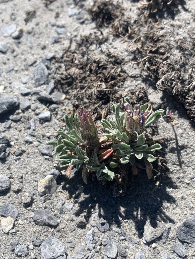 Wyoming Townsend Daisy photo 4