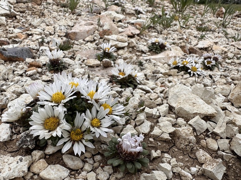 Wyoming Townsend Daisy photo 5