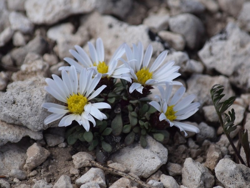 Wyoming Townsend Daisy photo 6