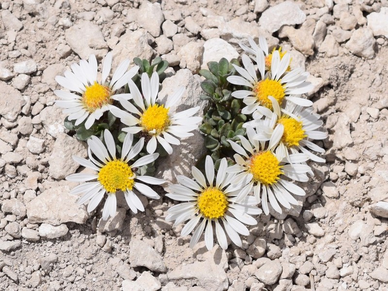 Wyoming Townsend Daisy photo 7