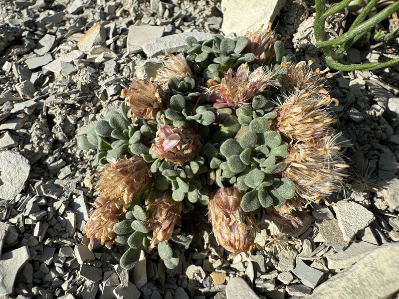 Wyoming Townsend Daisy photo 8