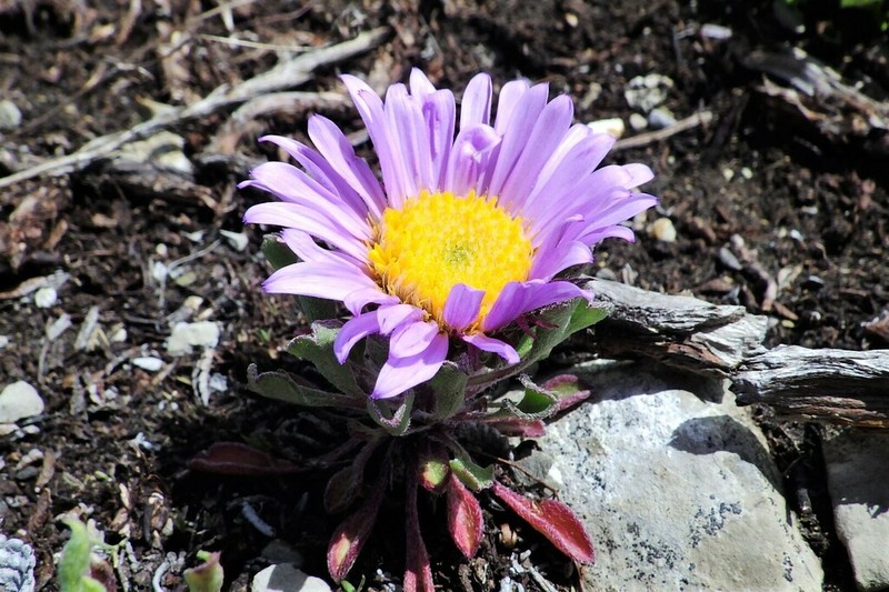 Parry's Townsend Daisy