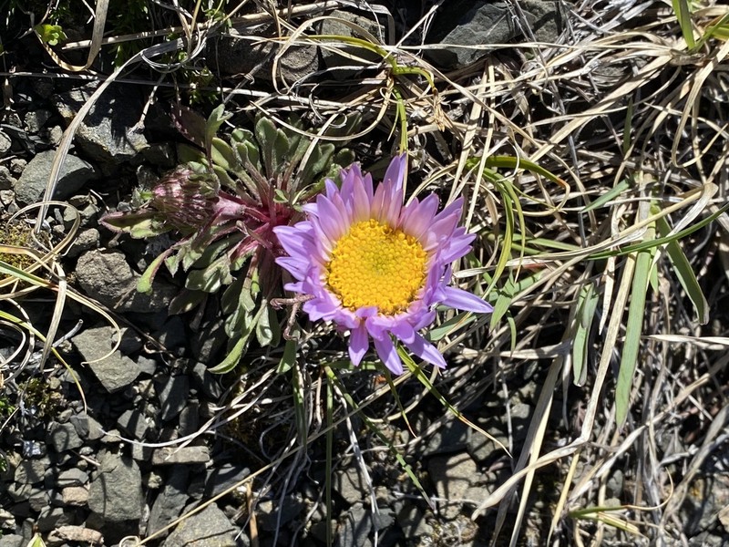 Parry's Townsend Daisy photo 2