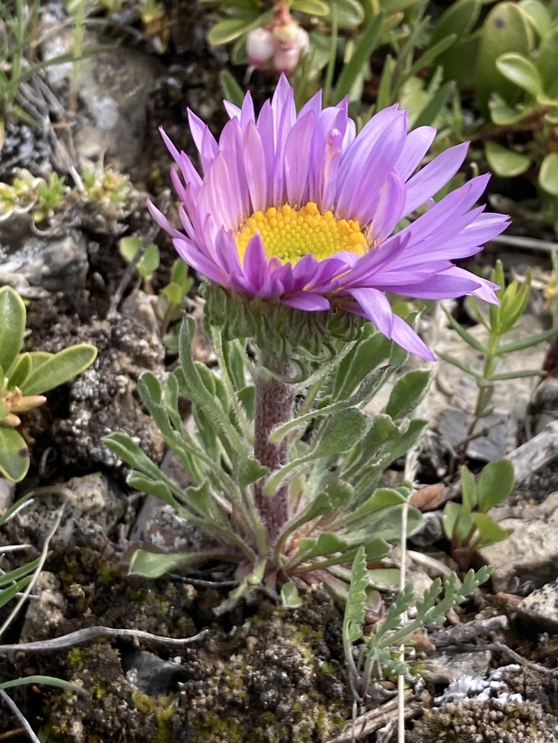 Parry's Townsend Daisy photo 3