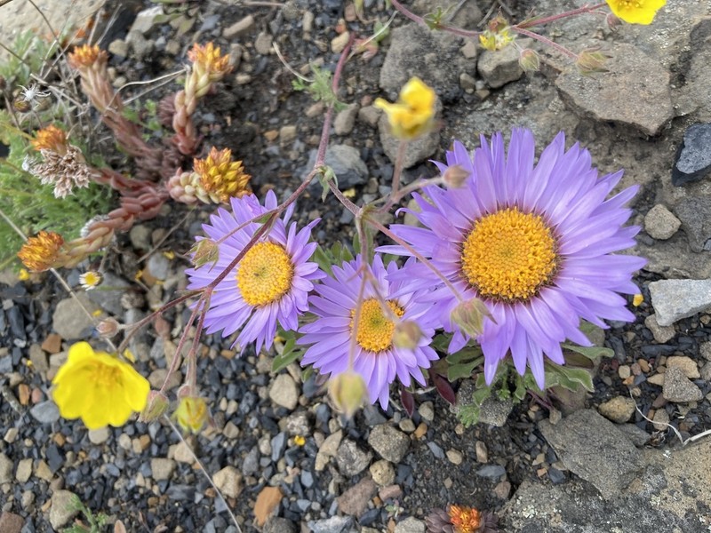 Parry's Townsend Daisy photo 4