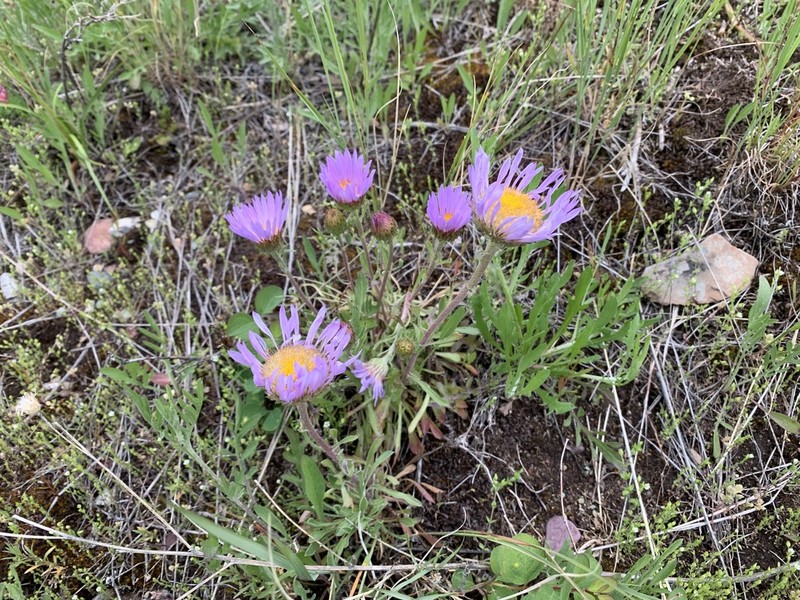Parry's Townsend Daisy photo 5