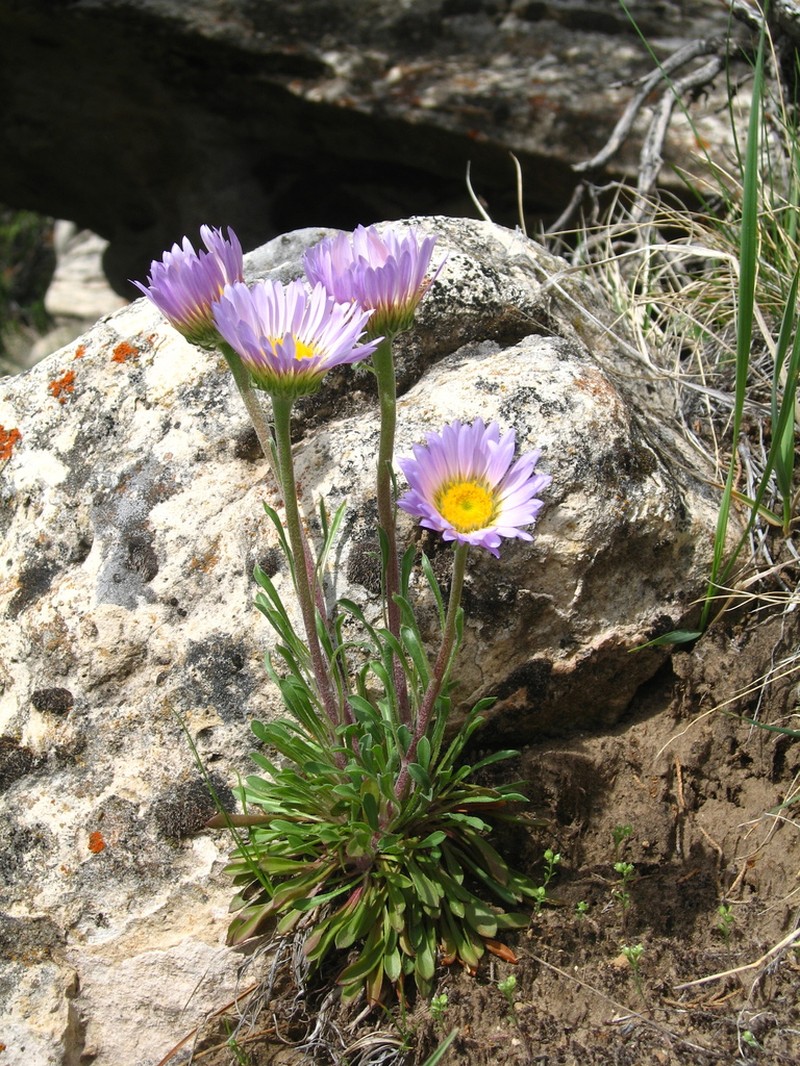 Parry's Townsend Daisy photo 6