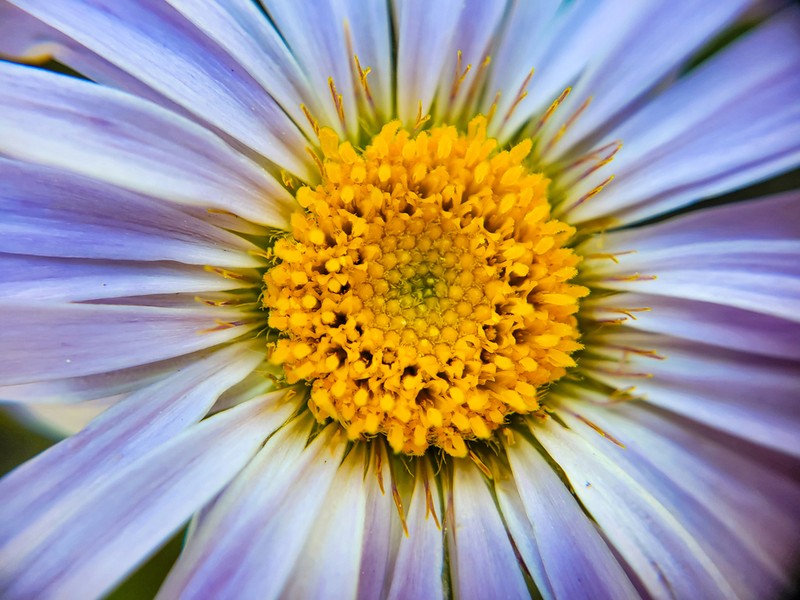 Parry's Townsend Daisy photo 7