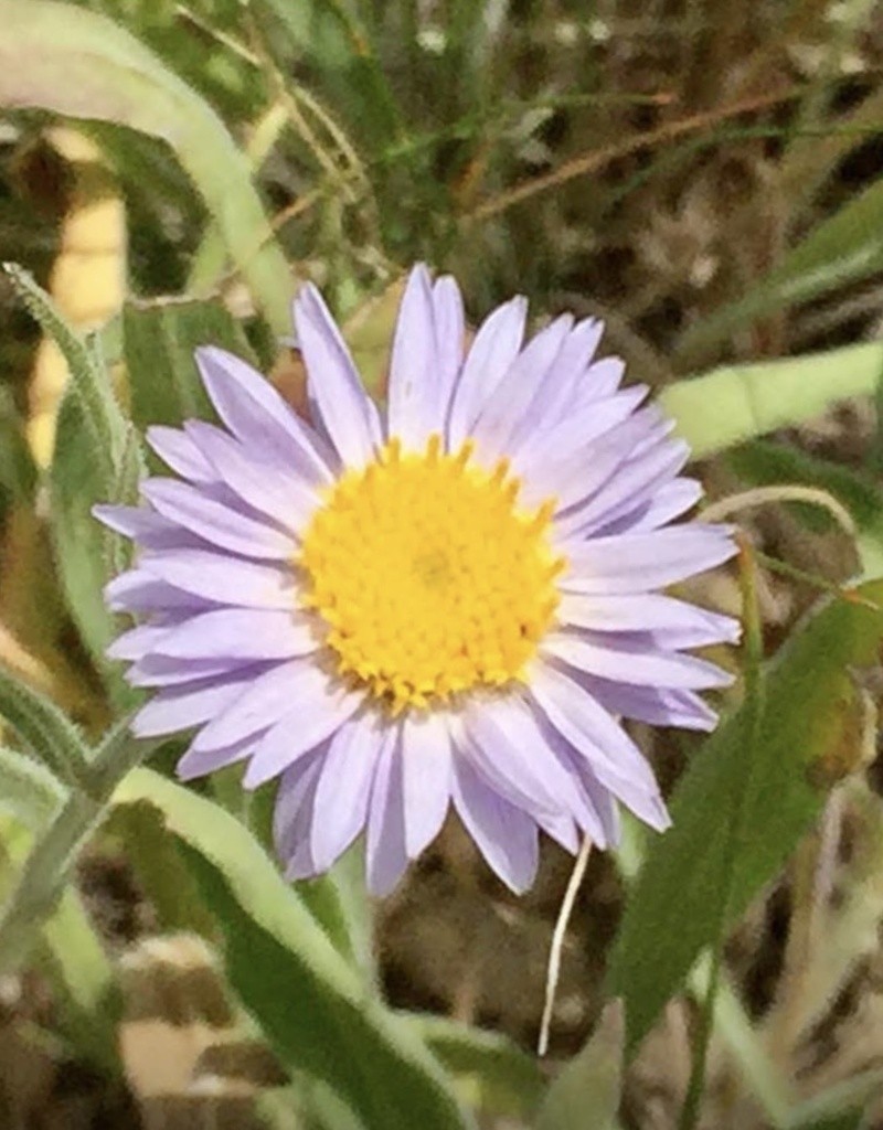 Parry's Townsend Daisy photo 8