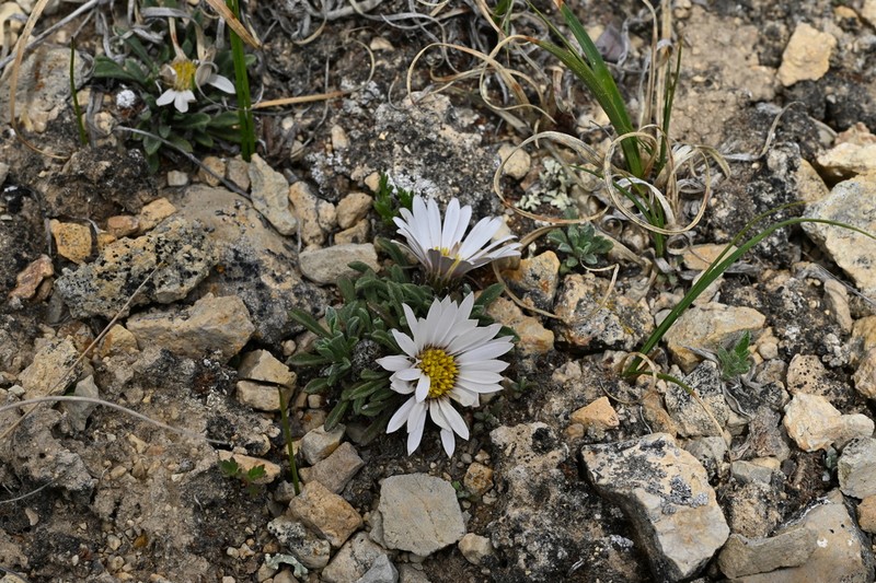 Rothrock's Townsend Daisy photo 2