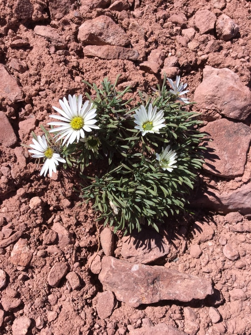 Rothrock's Townsend Daisy photo 3