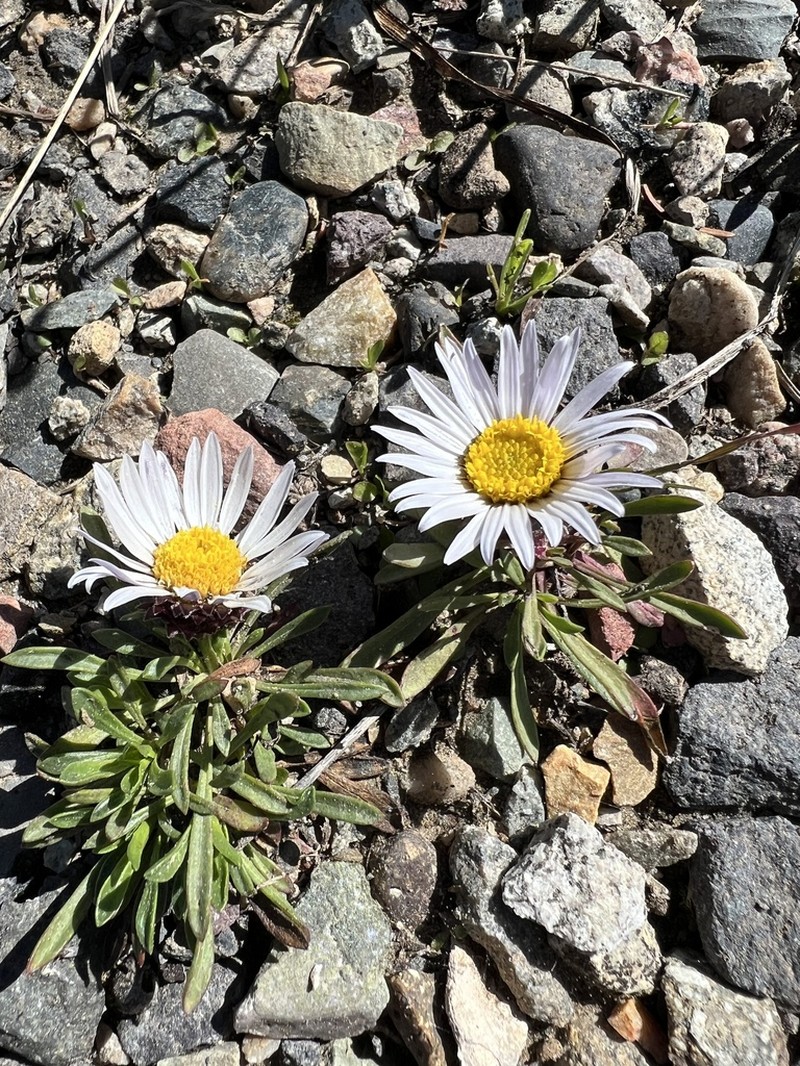 Rothrock's Townsend Daisy photo 4
